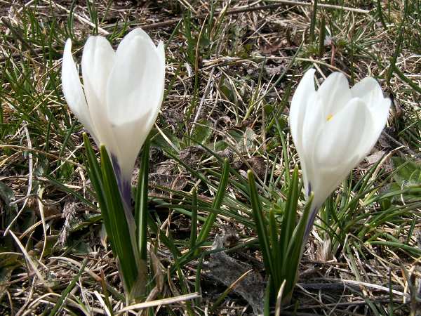 crocus_albiflorus_3.jpg