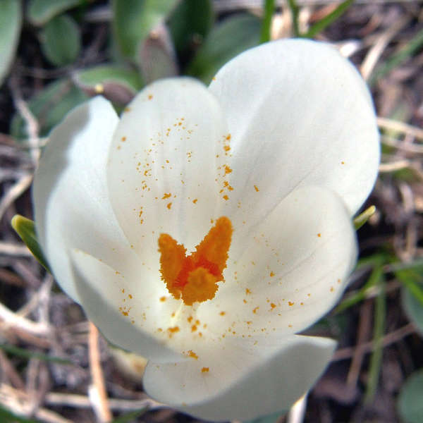 crocus_albiflorus_4.jpg