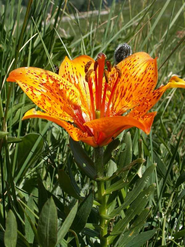 lilium_bulbiferum.jpg