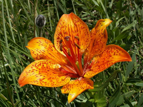 lilium_bulbiferum_2.jpg